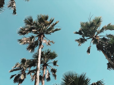 棕榈树的低角度摄影